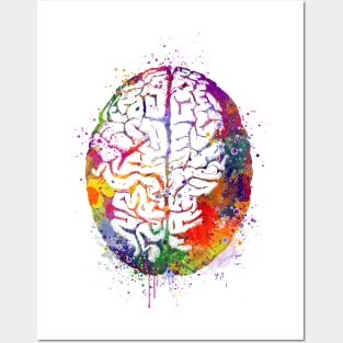 Human Brain Watercolor Anatomy Posters and Art